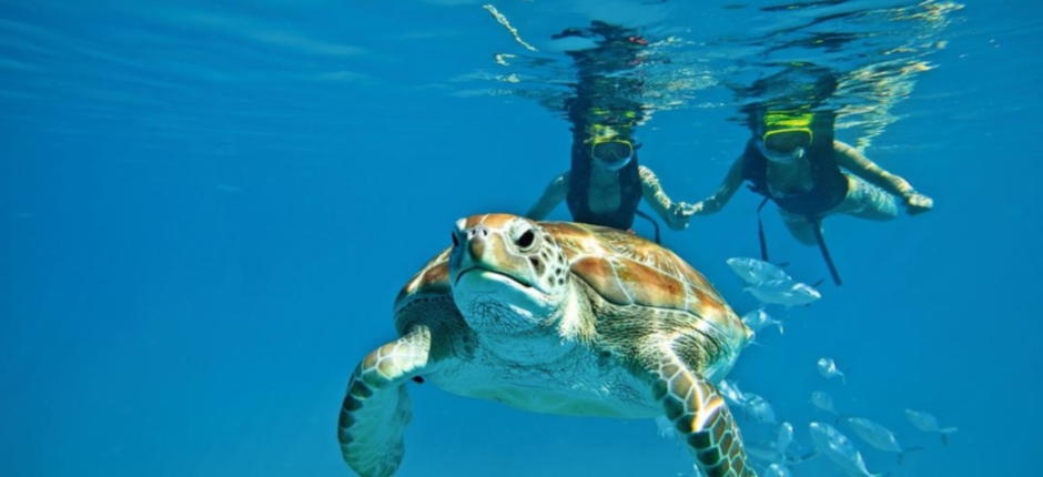 diving turtle spotting zante